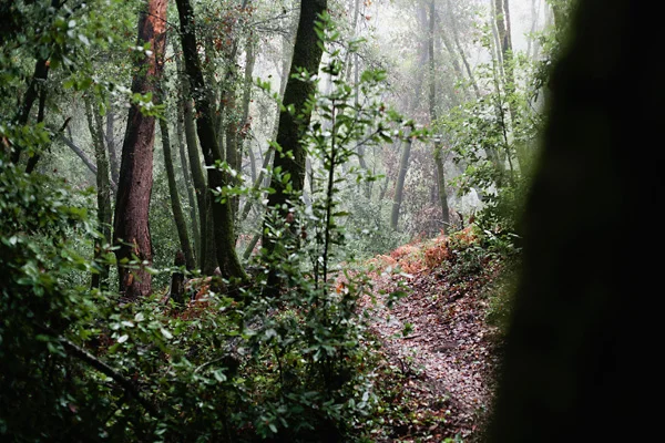 Santa Cruz, CA Redwood Forest - foggy landscape photograph