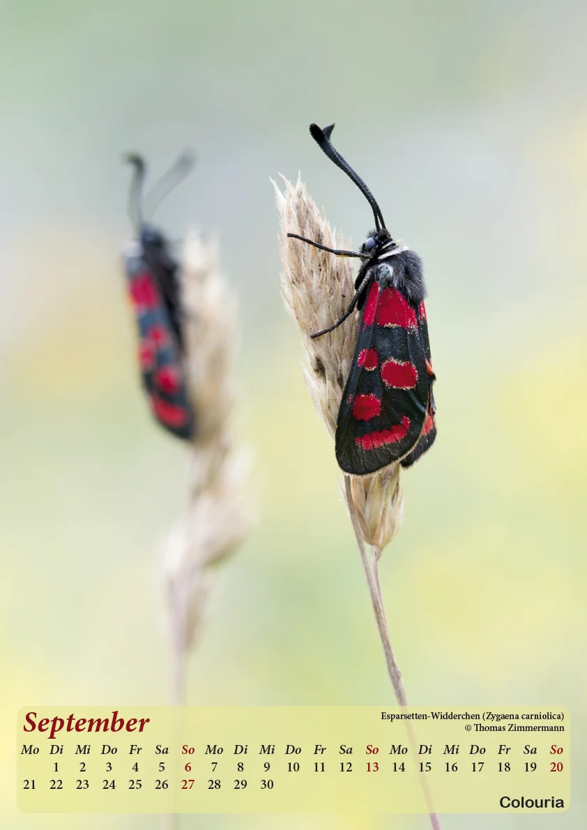 Dauth_Schmetterlinge_2015_korrigiert10.jpg