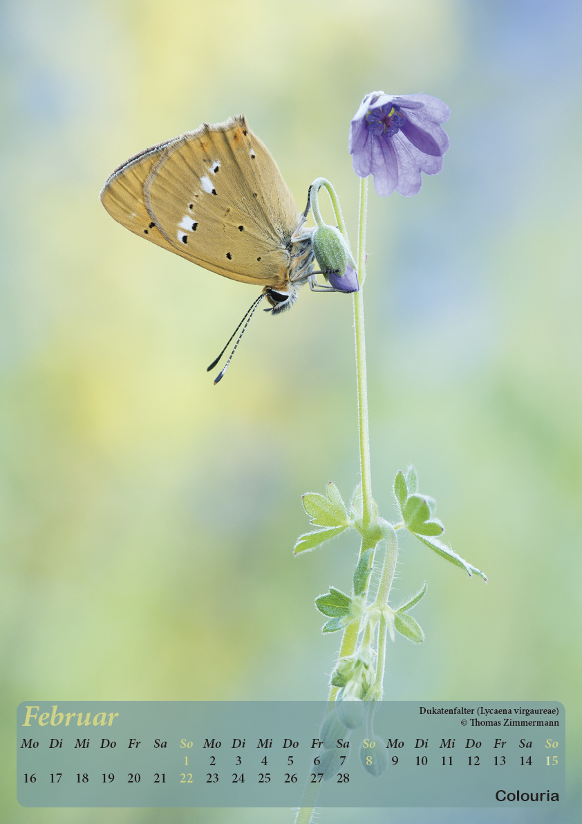 Dauth_Schmetterlinge_2015_korrigiert3.jpg