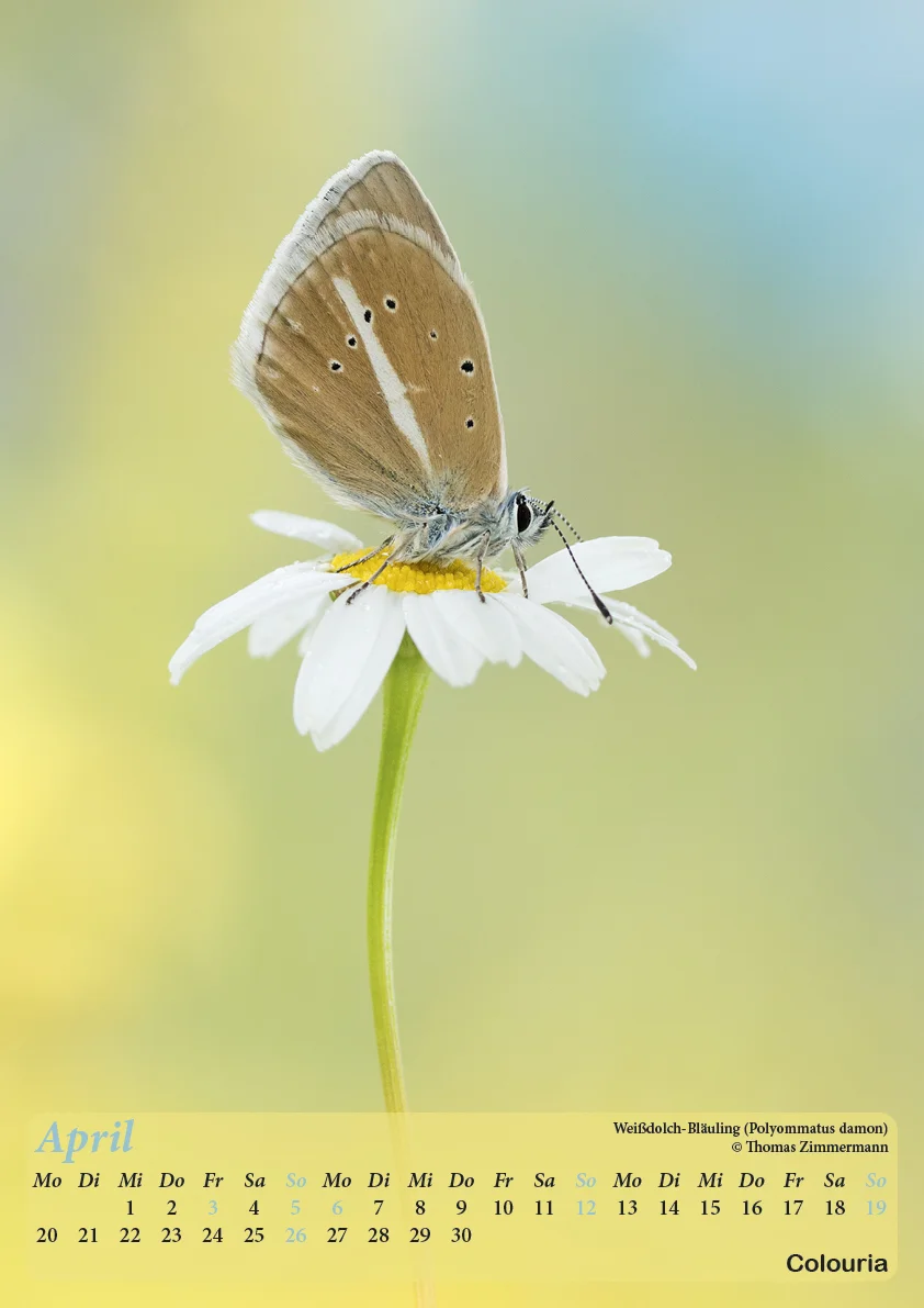 Dauth_Schmetterlinge_2015_korrigiert5.jpg