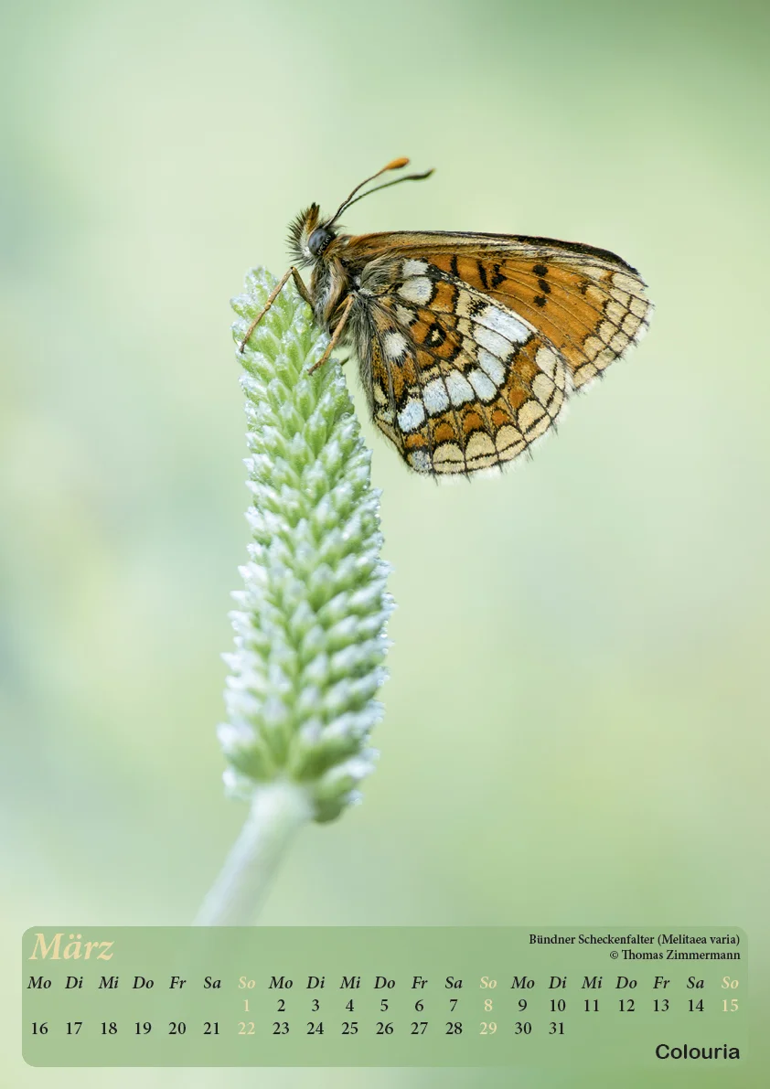 Dauth_Schmetterlinge_2015_korrigiert4.jpg