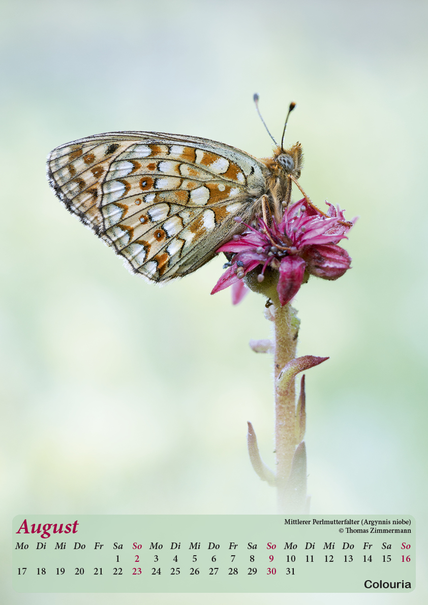 Dauth_Schmetterlinge_2015_korrigiert9.jpg
