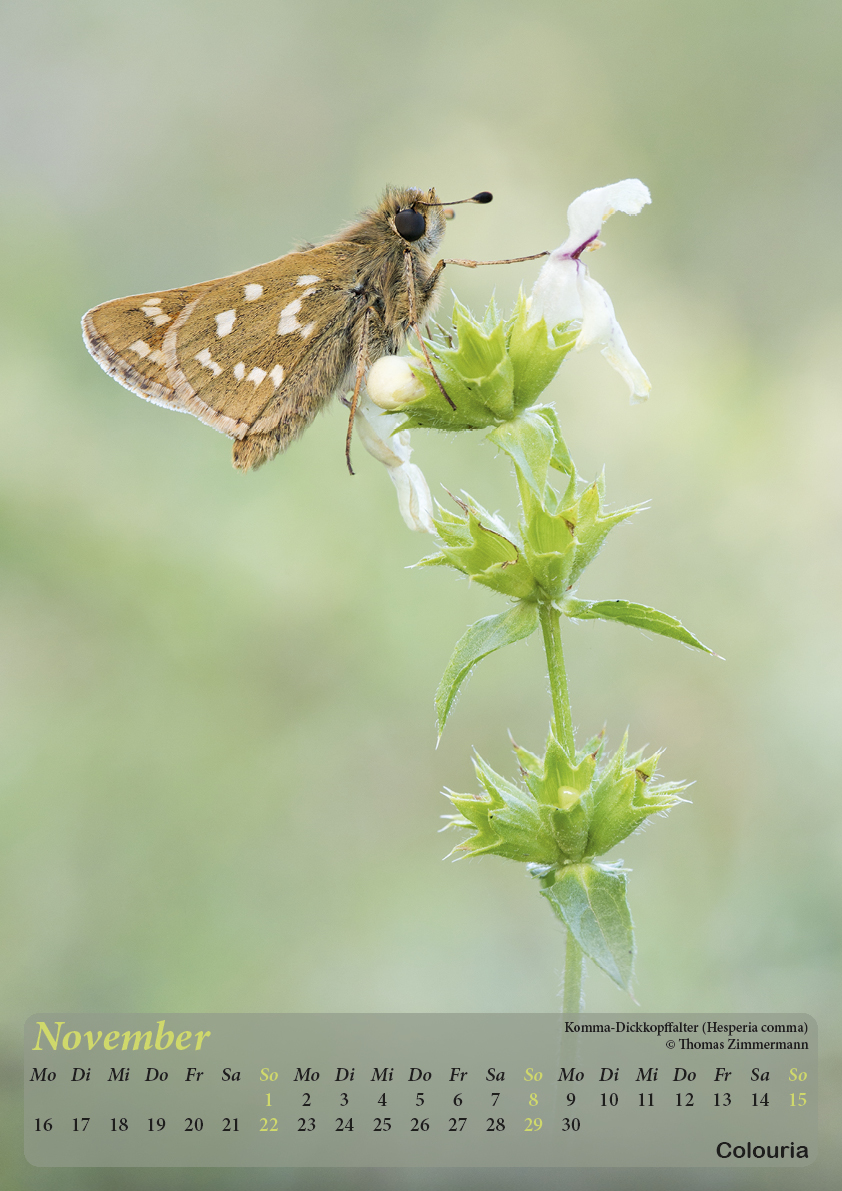 Dauth_Schmetterlinge_2015_korrigiert12.jpg