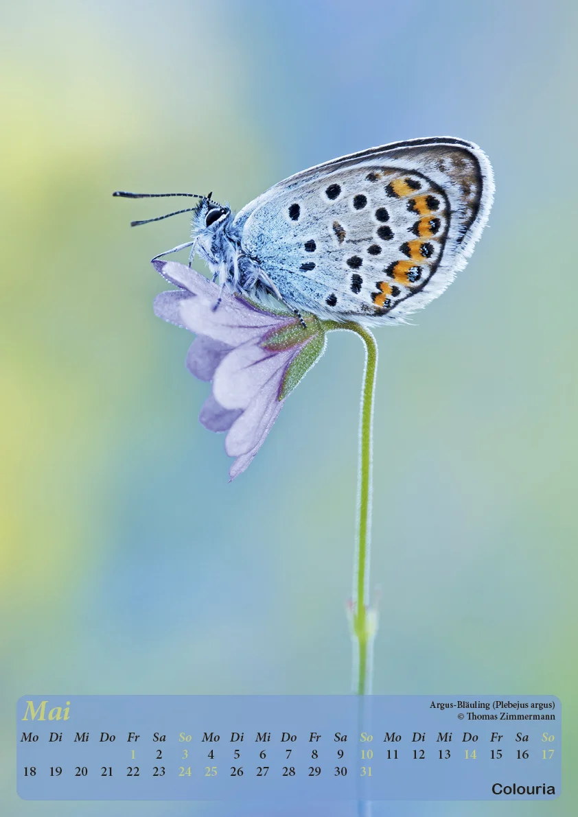 Dauth_Schmetterlinge_2015_korrigiert6.jpg