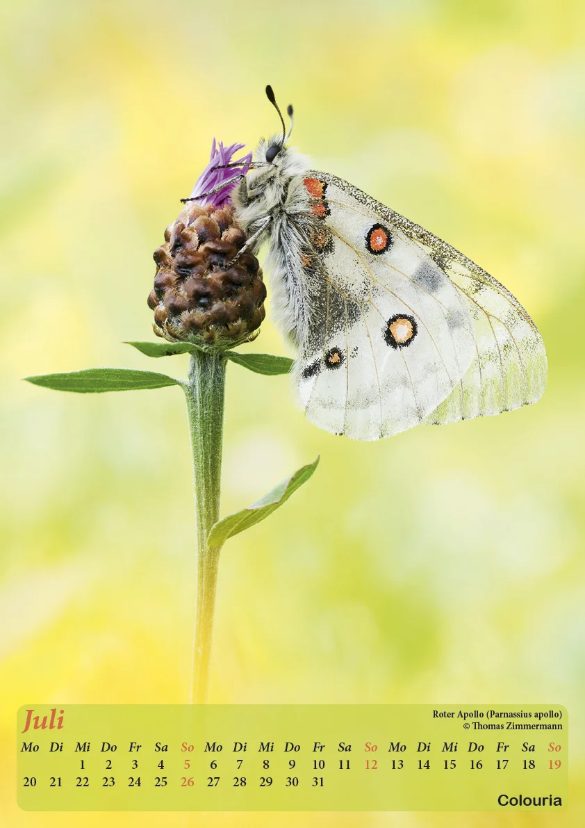 Dauth_Schmetterlinge_2015_korrigiert8.jpg