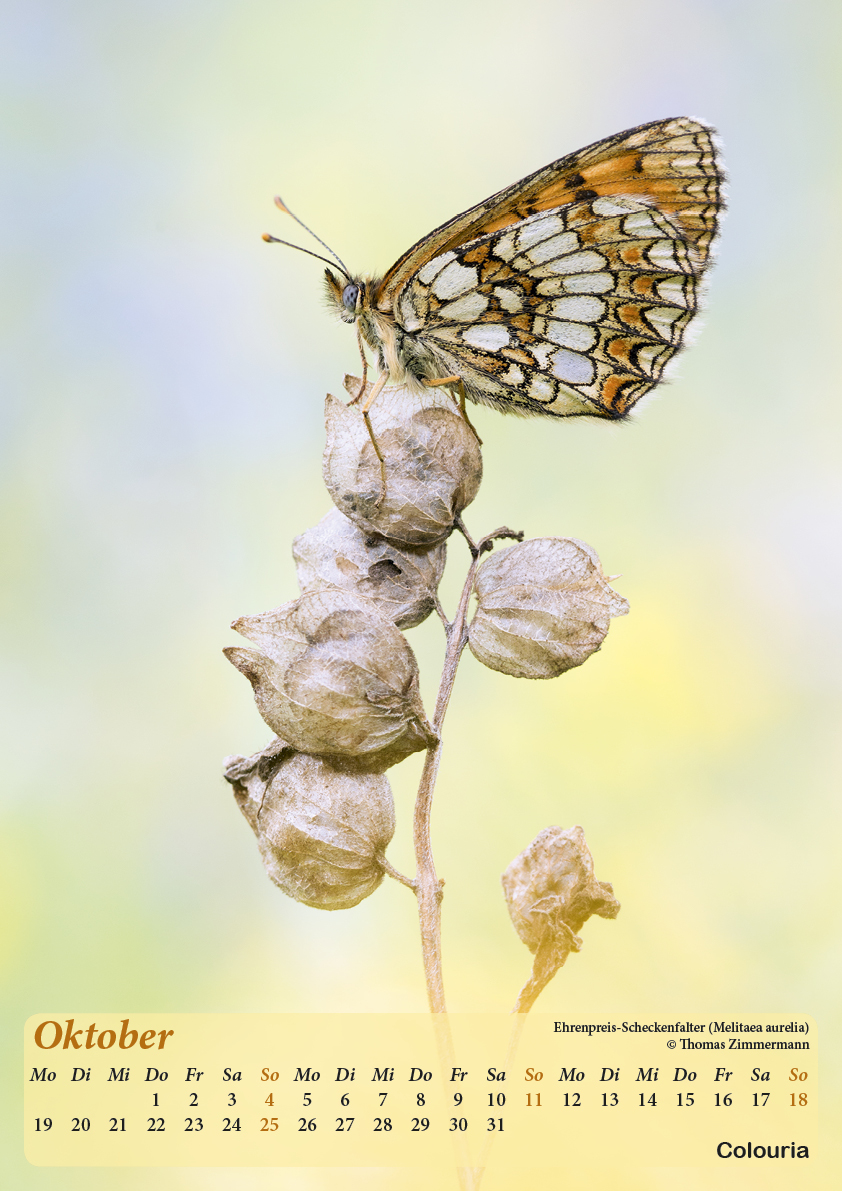 Dauth_Schmetterlinge_2015_korrigiert11.jpg