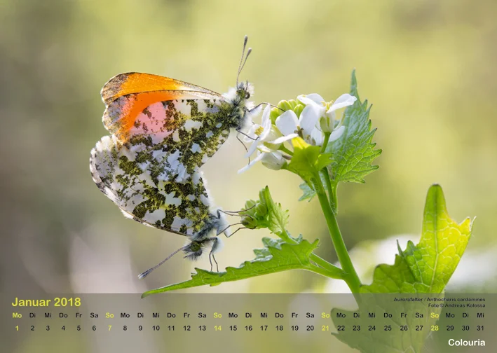 Schmetterlinge_2018_OK_6cm_sRGB_Jan.jpg