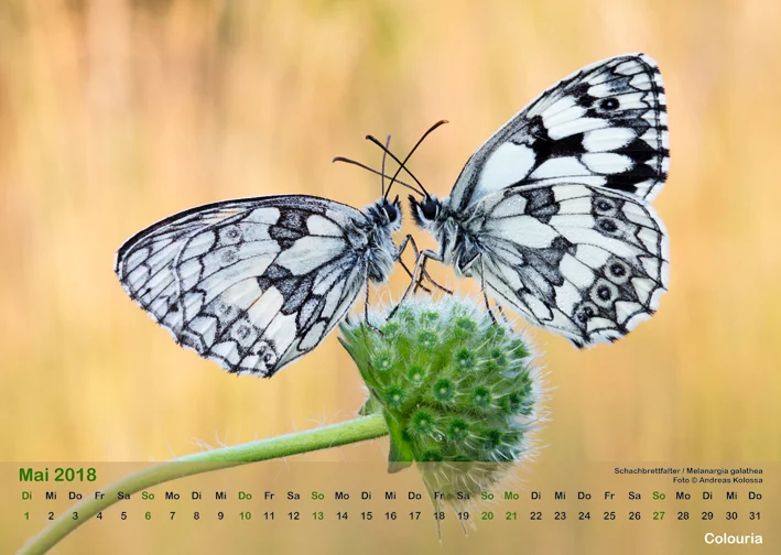 Schmetterlinge_2018_OK_6cm_sRGB_Mai.jpg