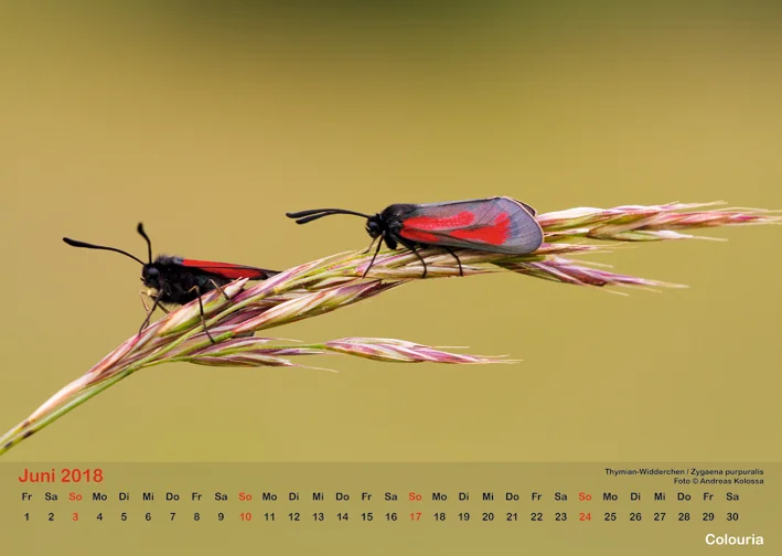Schmetterlinge_2018_OK_6cm_sRGB_Jun.jpg