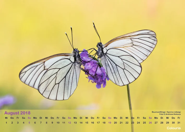 Schmetterlinge_2018_OK_6cm_sRGB_Aug.jpg
