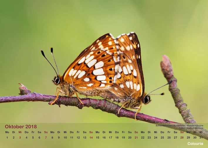 Schmetterlinge_2018_OK_6cm_sRGB_Okt.jpg