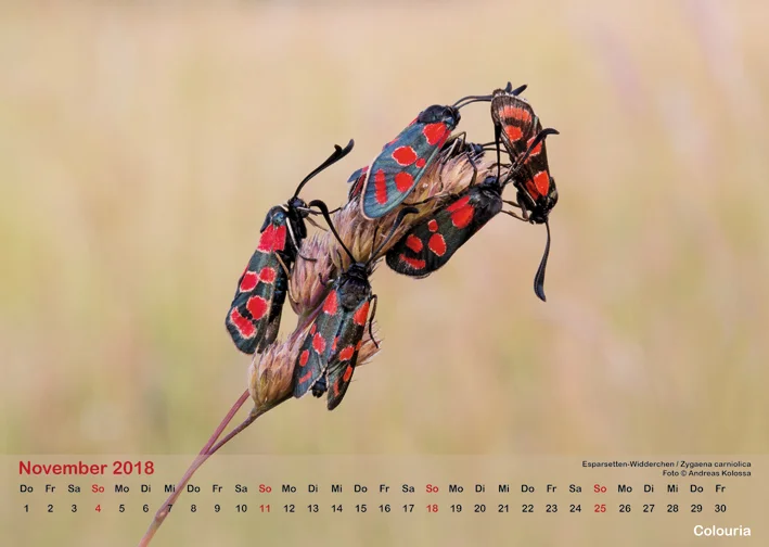 Schmetterlinge_2018_OK_6cm_sRGB_Nov.jpg