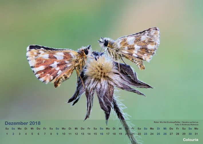 Schmetterlinge_2018_OK_6cm_sRGB_Dez.jpg