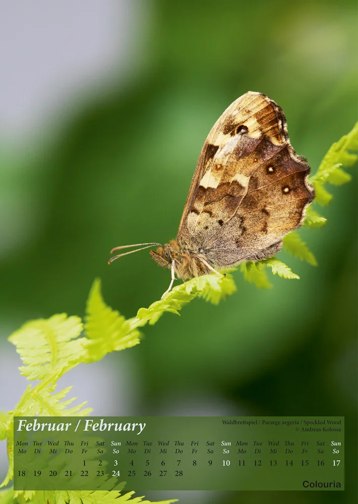 Schmetterlinge_2019_Colouria_8.10.20183.jpg