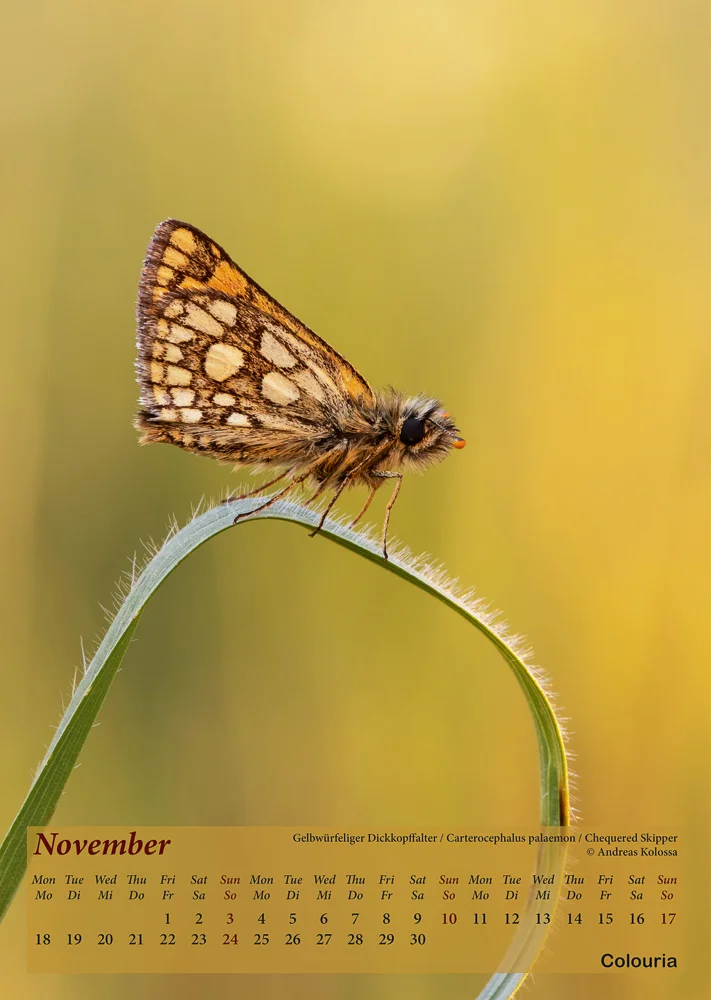 Schmetterlinge_2019_Colouria_8.10.201812.jpg