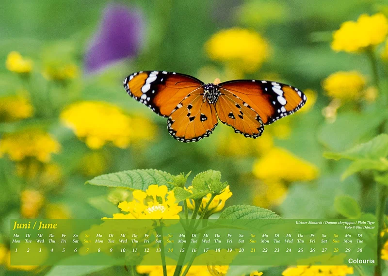 Schmetterlinge_2020_Colouria_srgb_29.06.2019_7.jpg