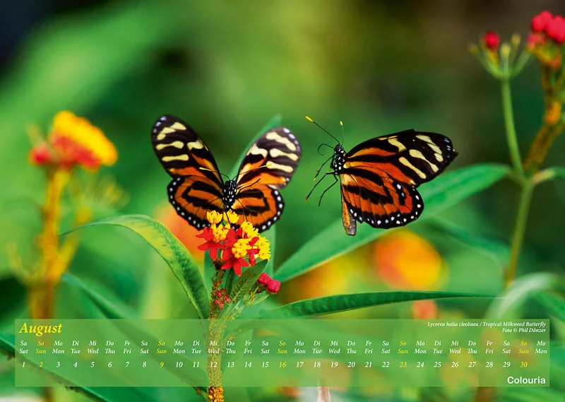 Schmetterlinge_2020_Colouria_srgb_29.06.2019_9.jpg