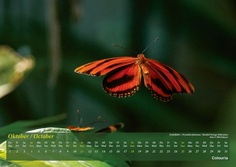 Schmetterlinge_2020_Colouria_srgb_29.06.2019_11.jpg