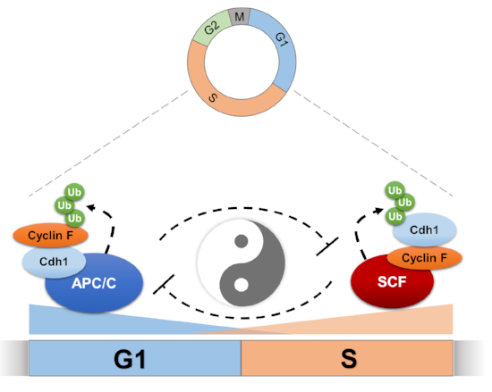 Choudhury.graphical abstract .png