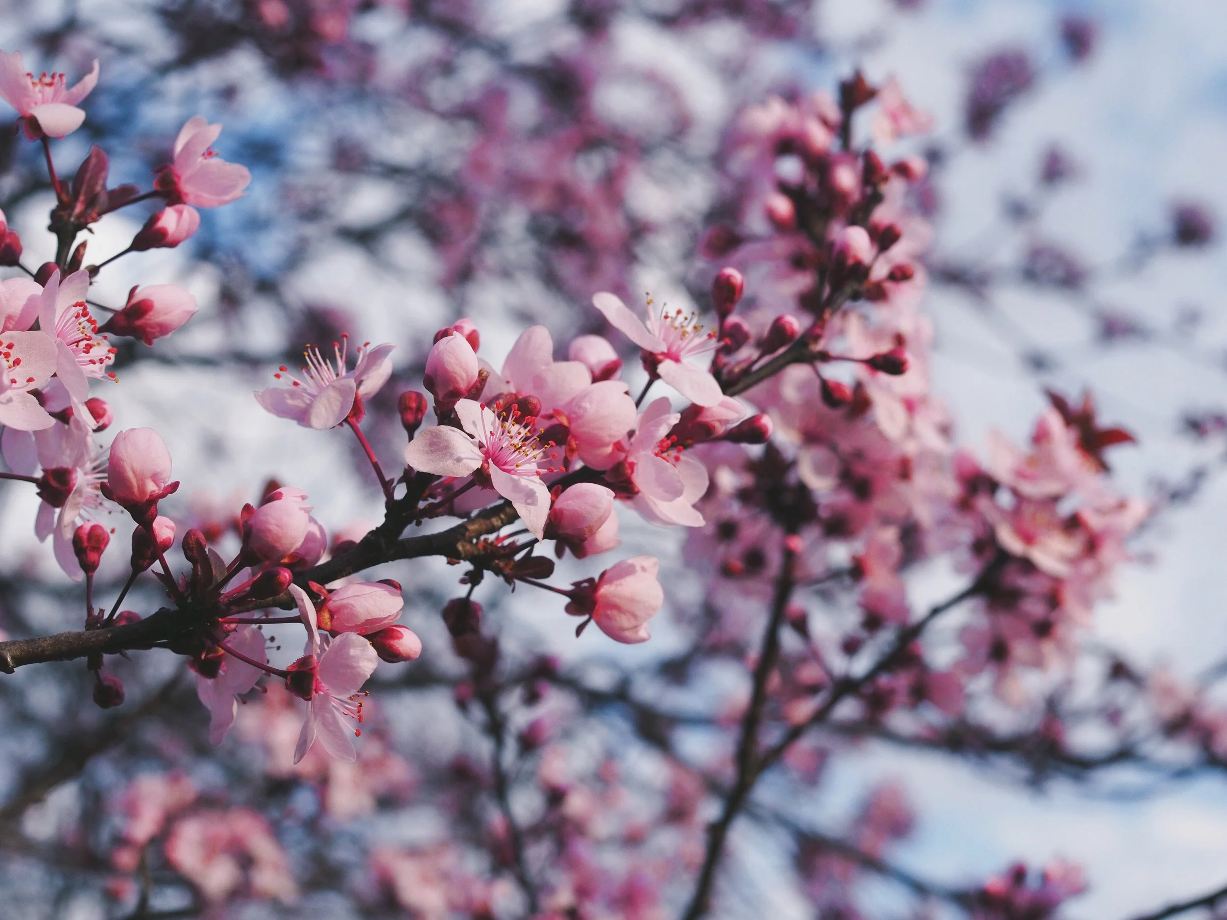 Pink Blossoms