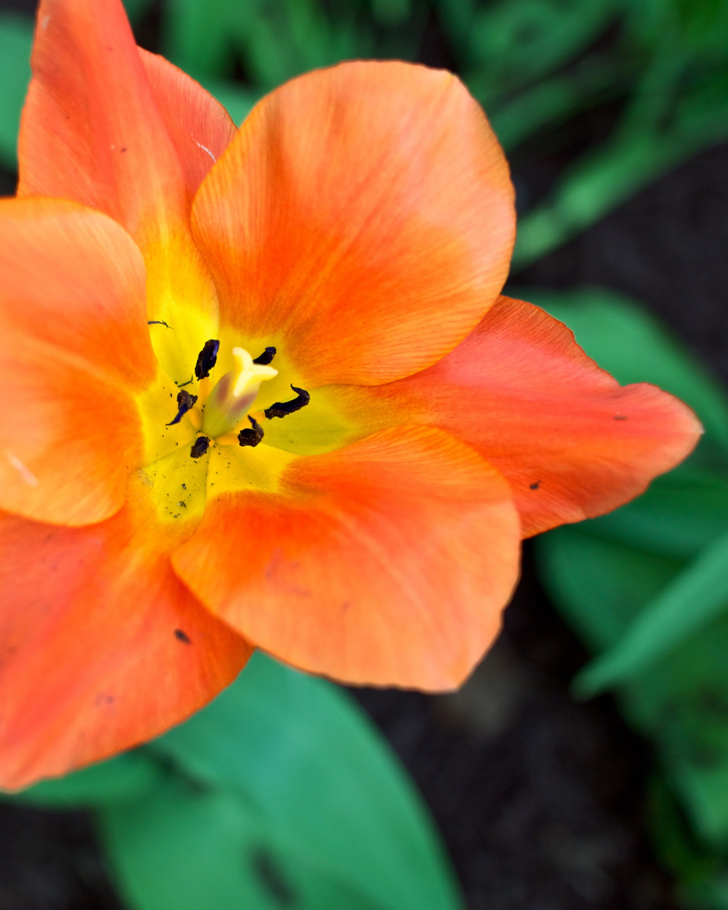 Orange & Yellow with Black