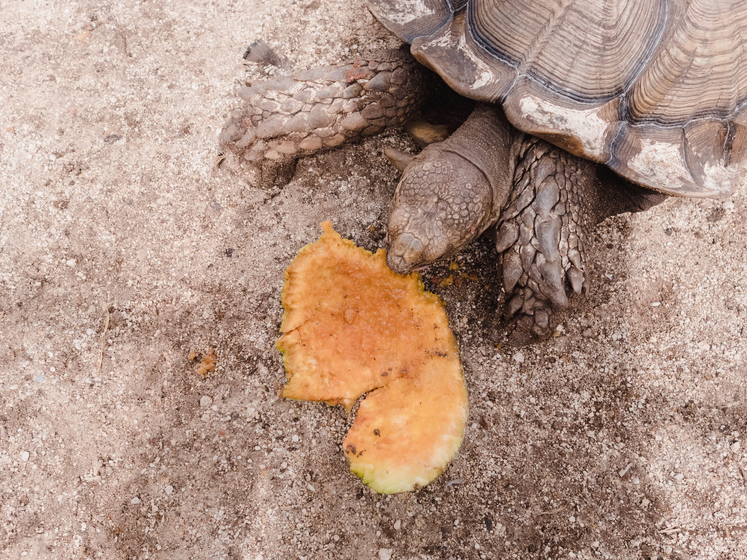 Snacktime