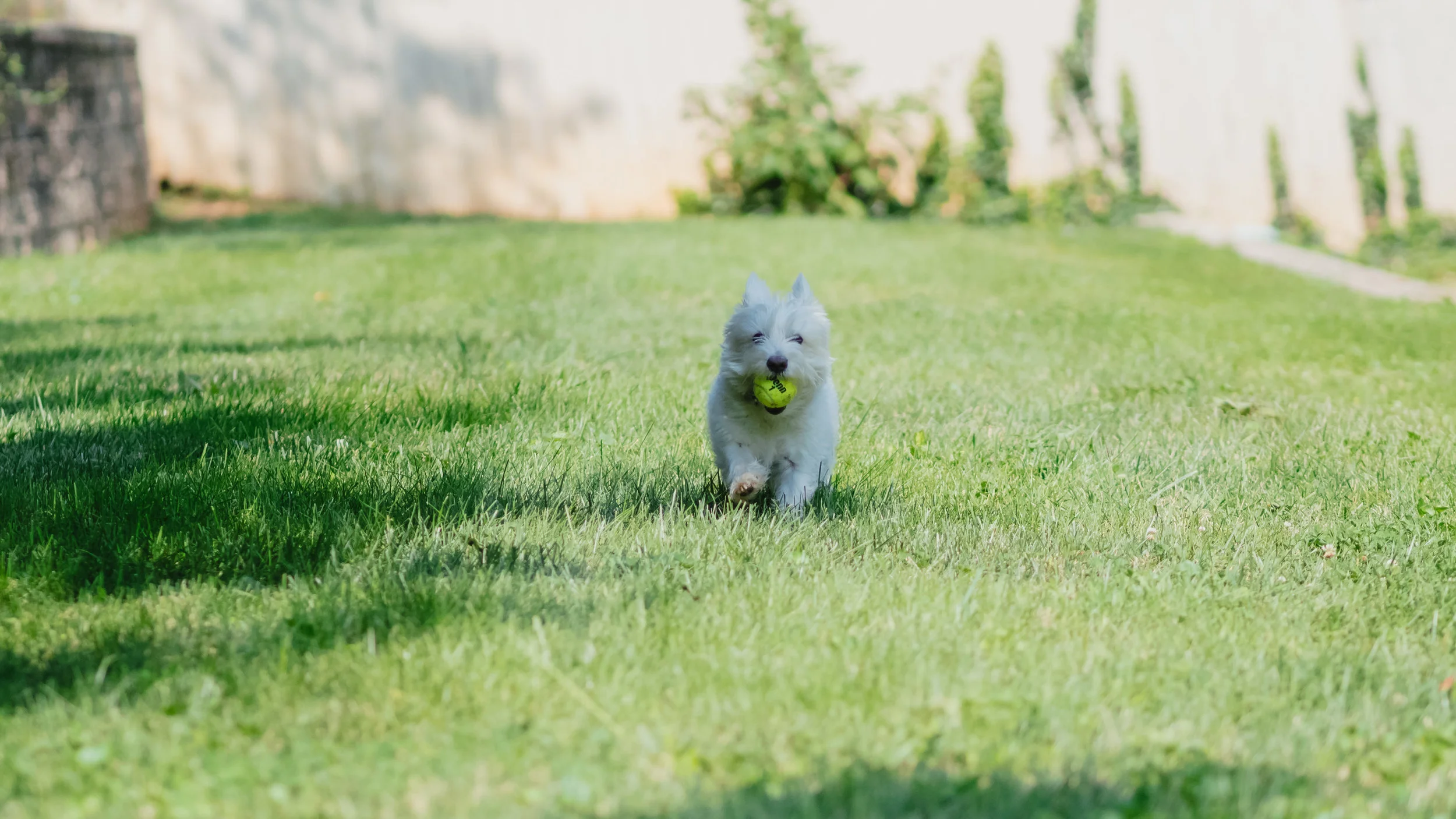 Fetching Westie