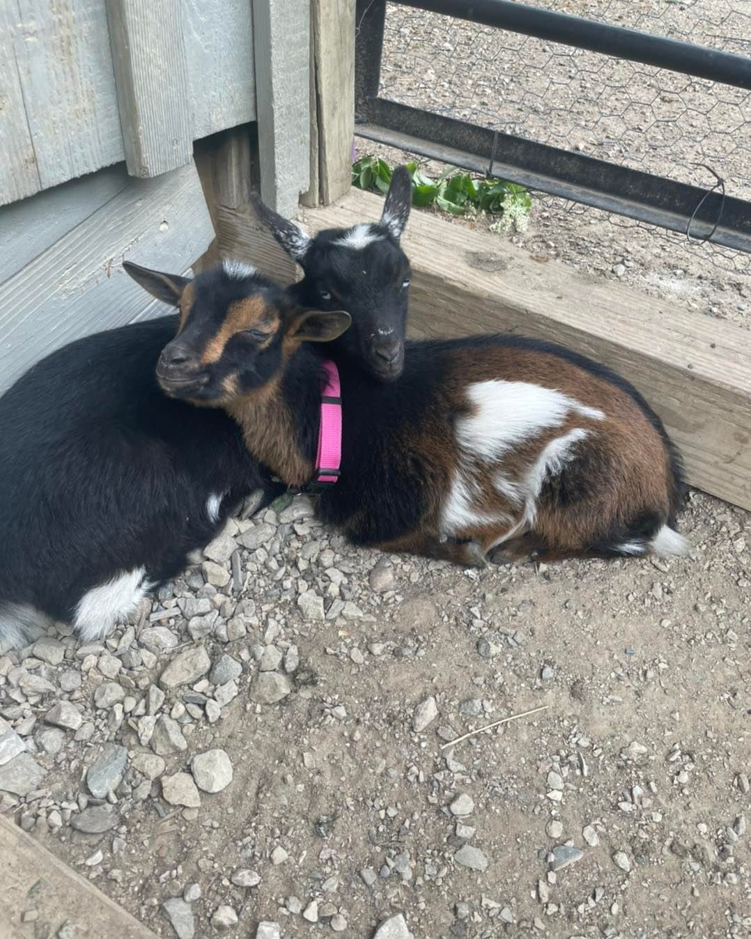 Adorable goats.jpg