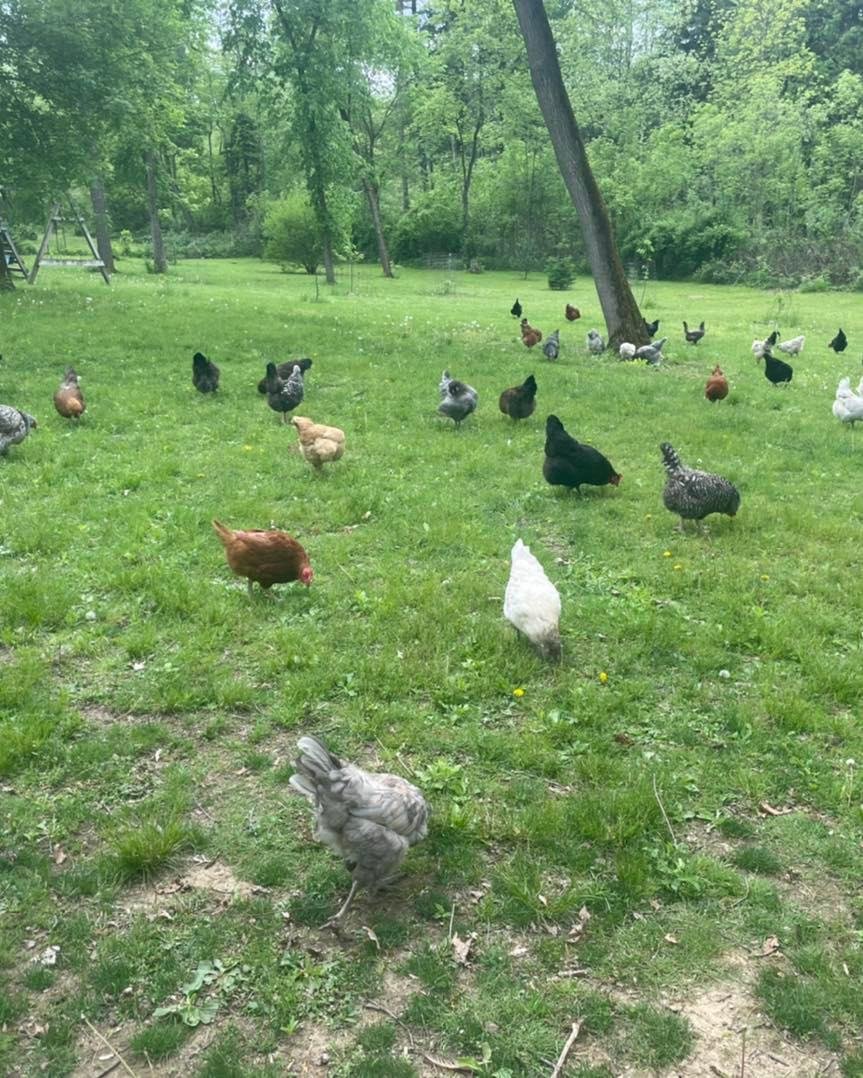 Chickens on pasture.jpg