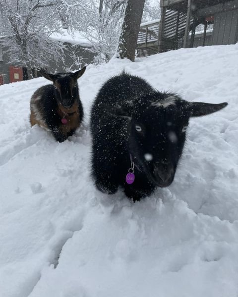 snowy goat.jpg