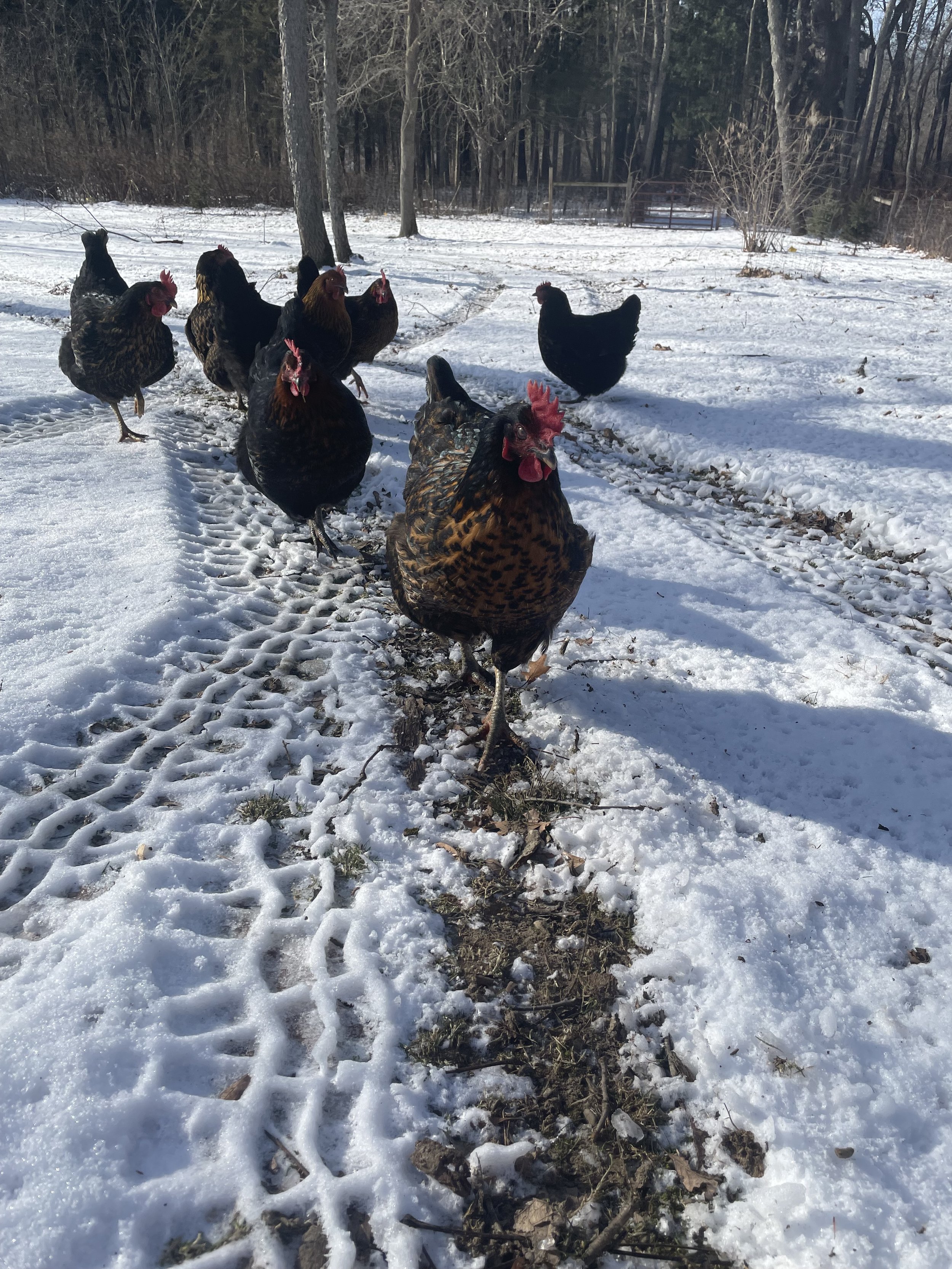 Chickens winter 2022.jpg