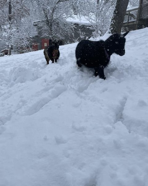 goats in snow.jpg