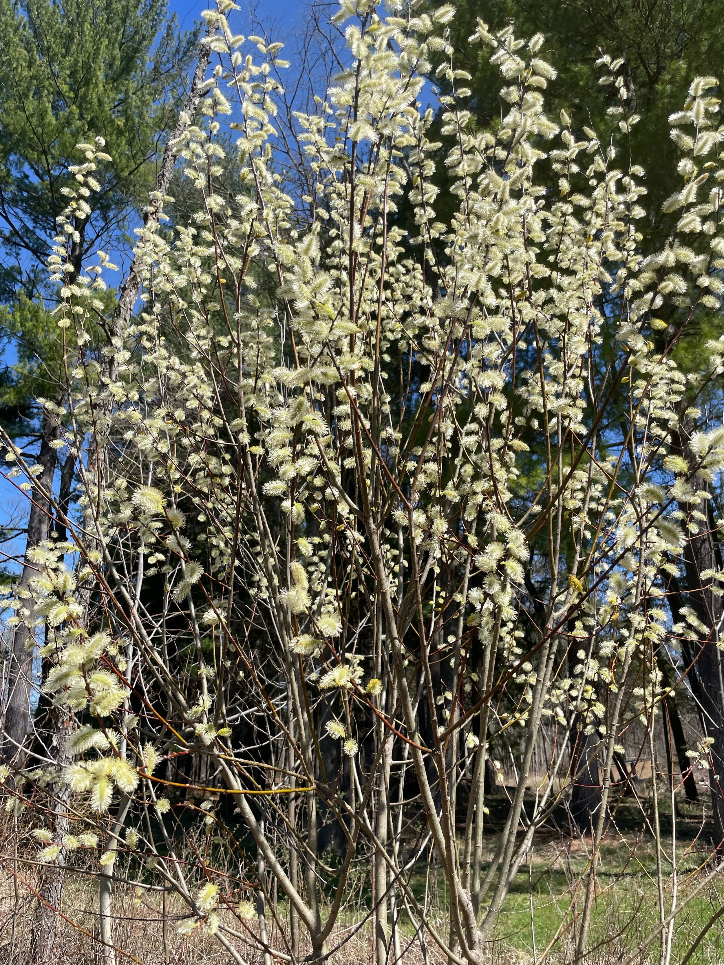 pussy willow.jpeg