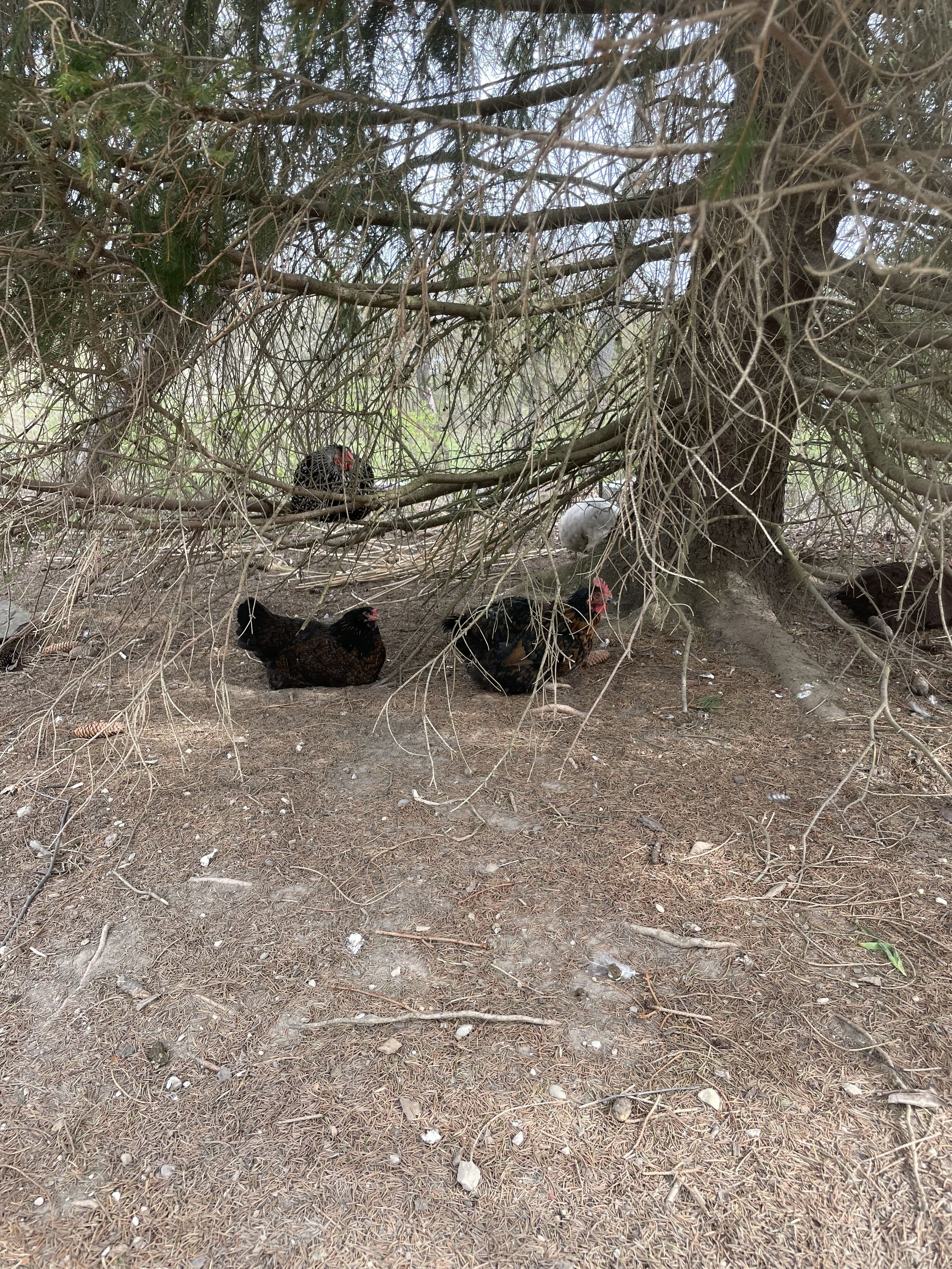chickens under tree.jpg