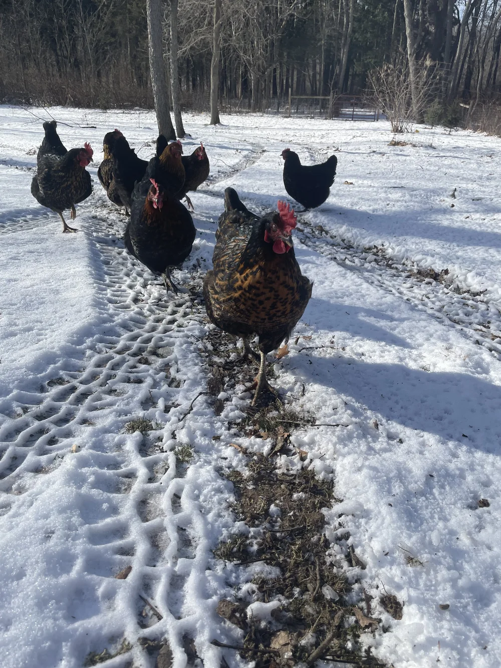 Farm News — Rustic Roots Farm