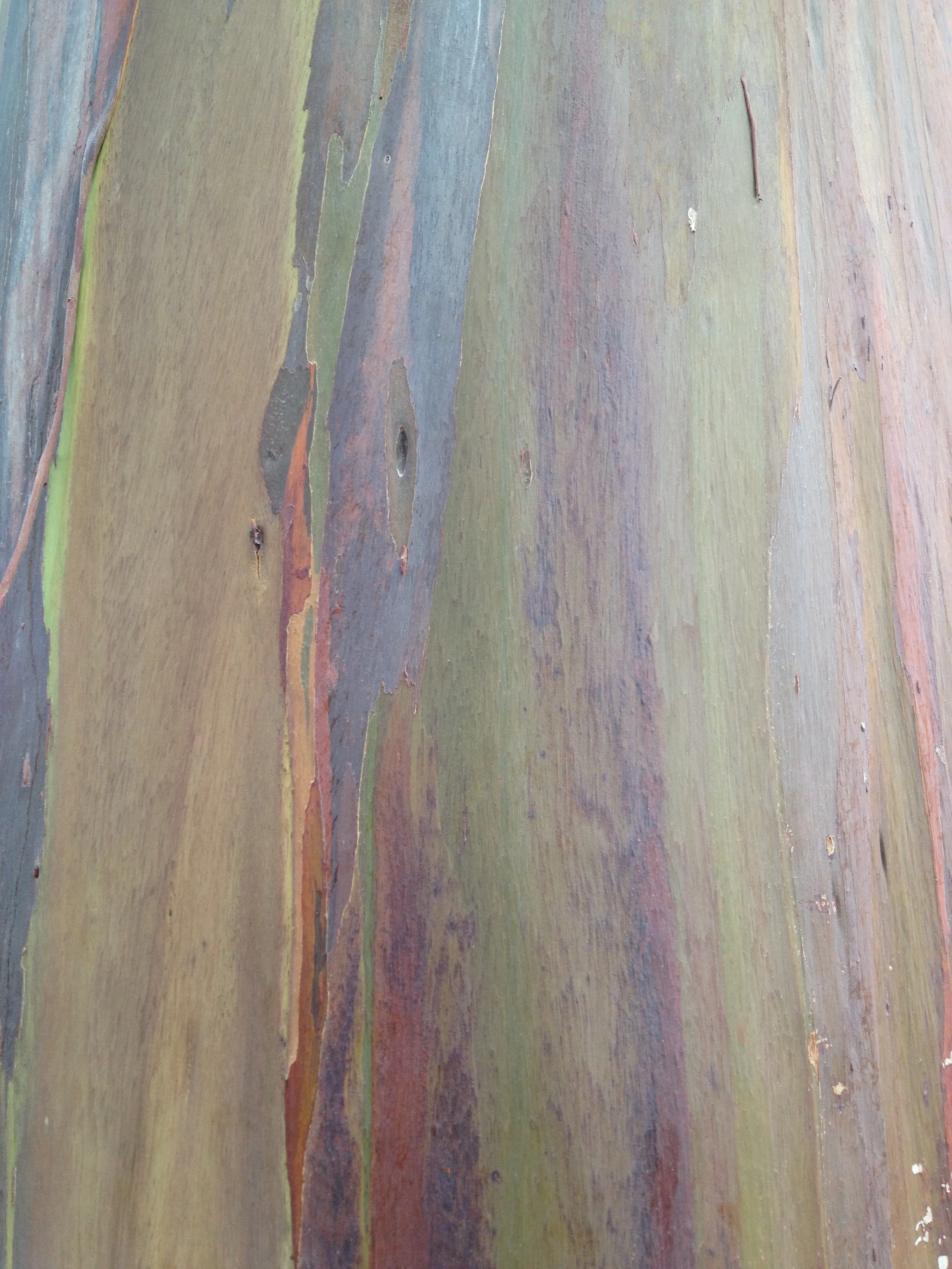rainbow wood.JPG