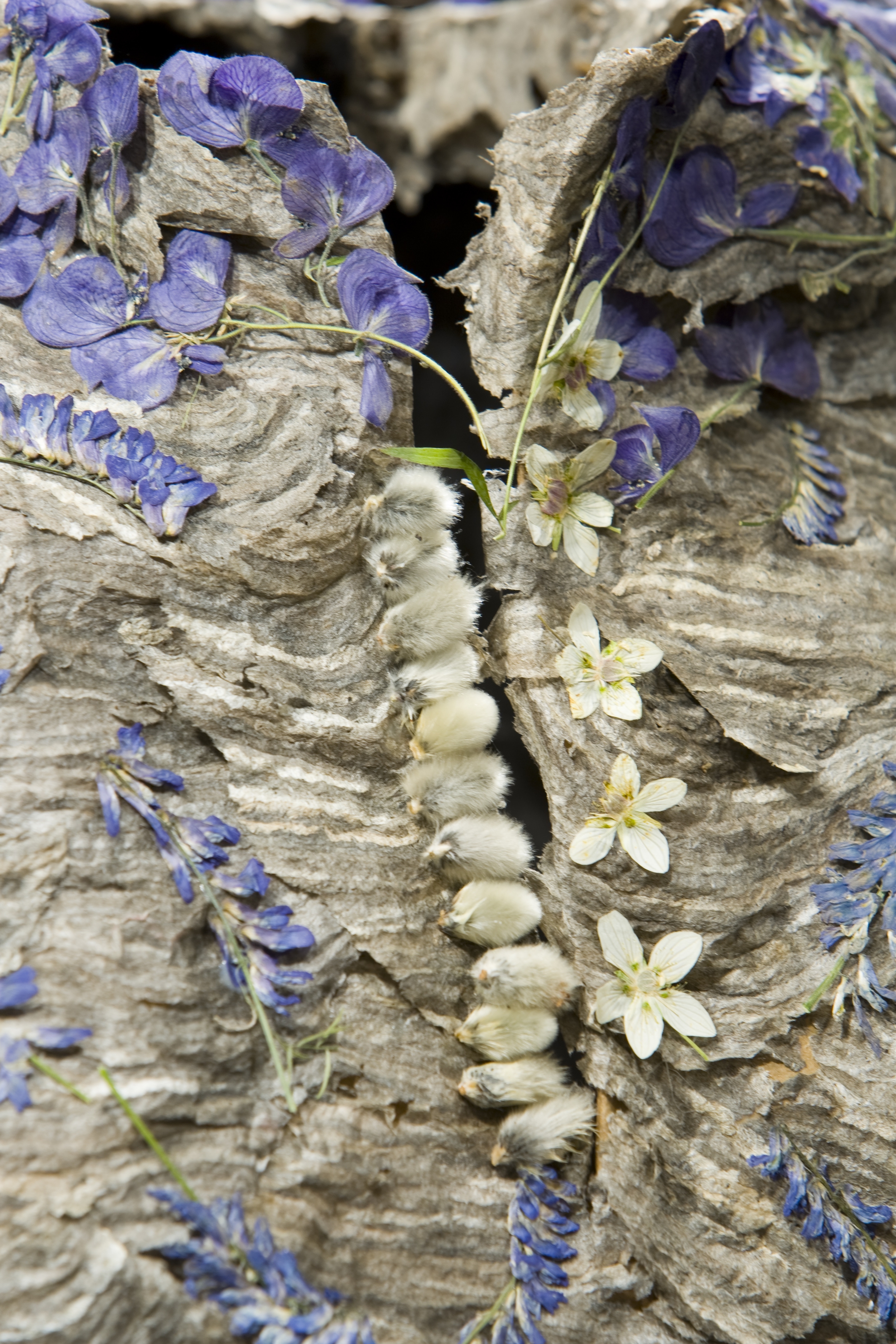 P.Willow buttons.JPG