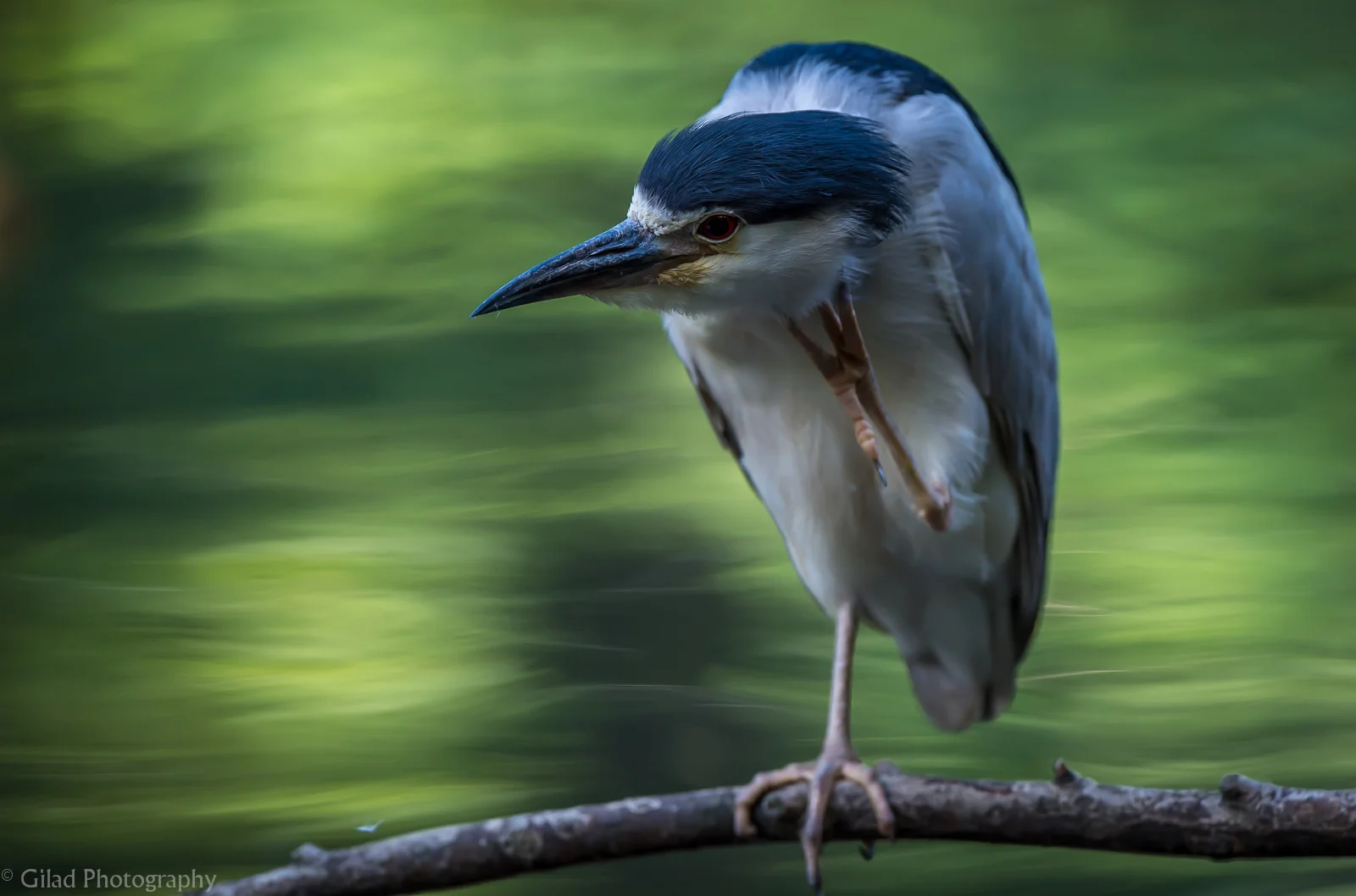 Black-crowned night Heron scratching.jpg