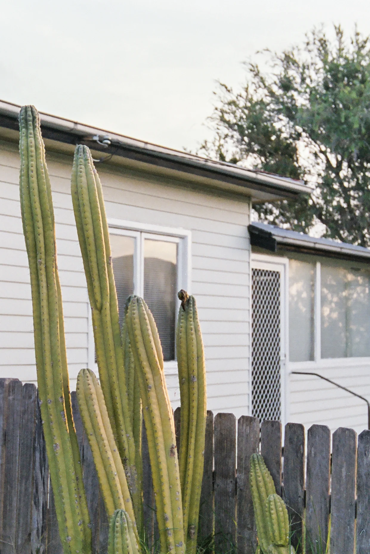 suburbia_edit-61.jpg
