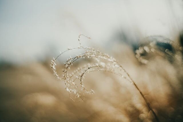 Small Town America .
.
.
#voigtlander40mmf14 #oklahoma #countrygram #wheat #chaff #countryside