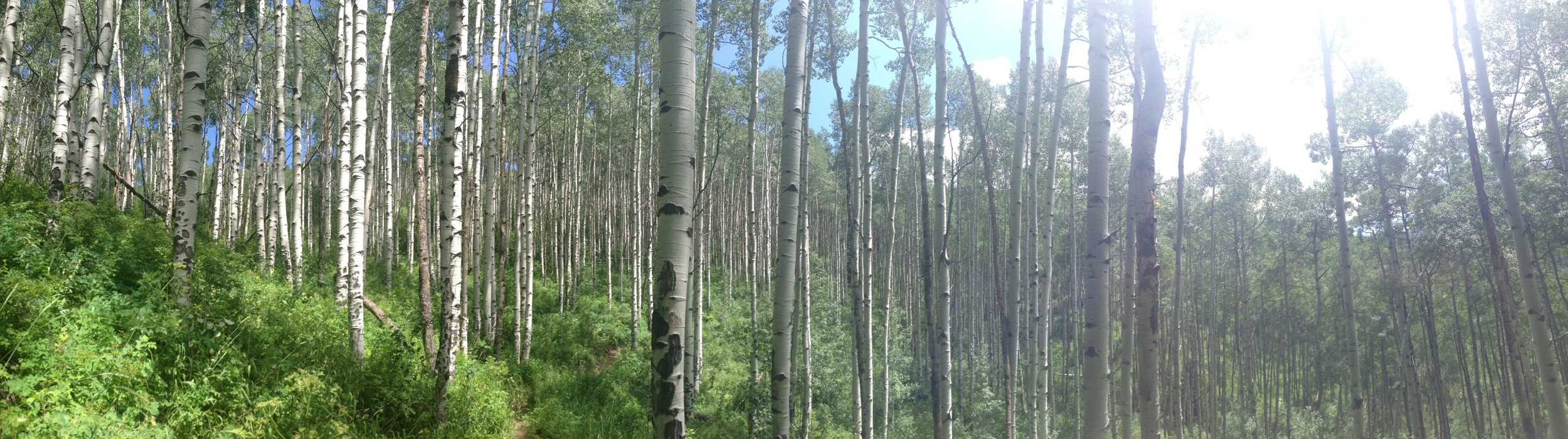 See the Forest 4 the Trees... Race 4 the Experience...