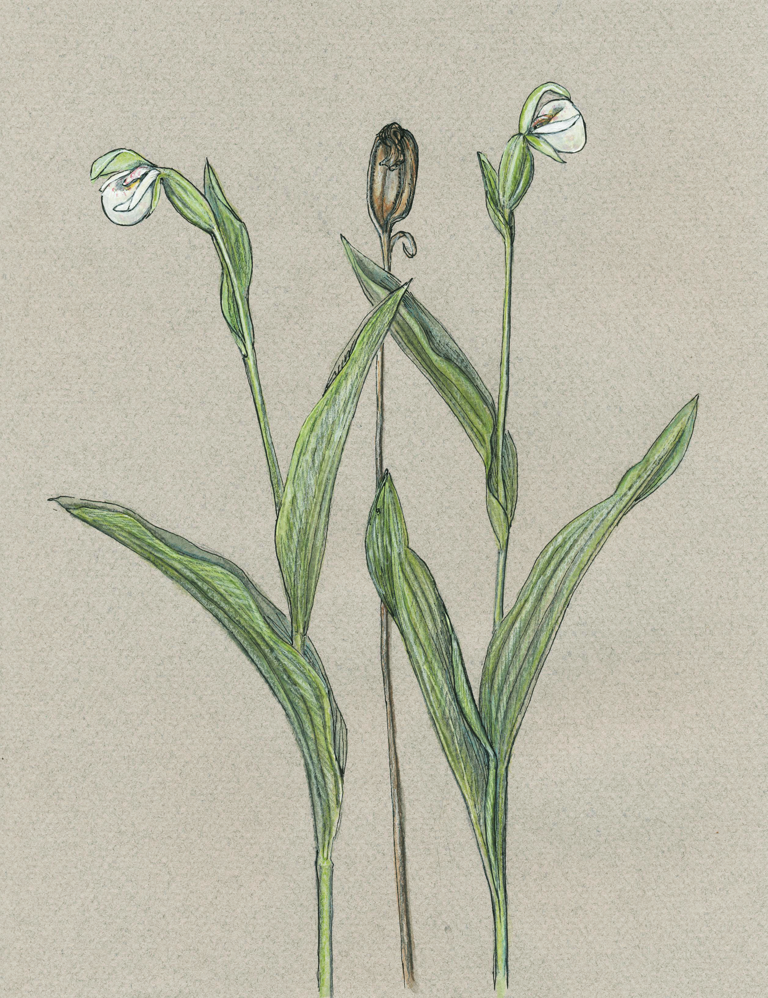 Sparrow's Egg Orchids, Gouache and pen (2014)