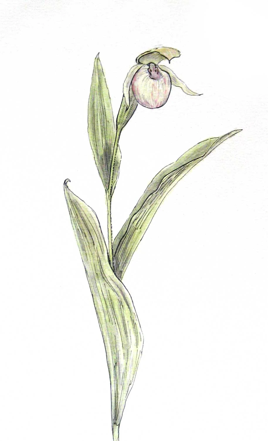 Sparrow's Egg Orchid, watercolor and pen (2010)
