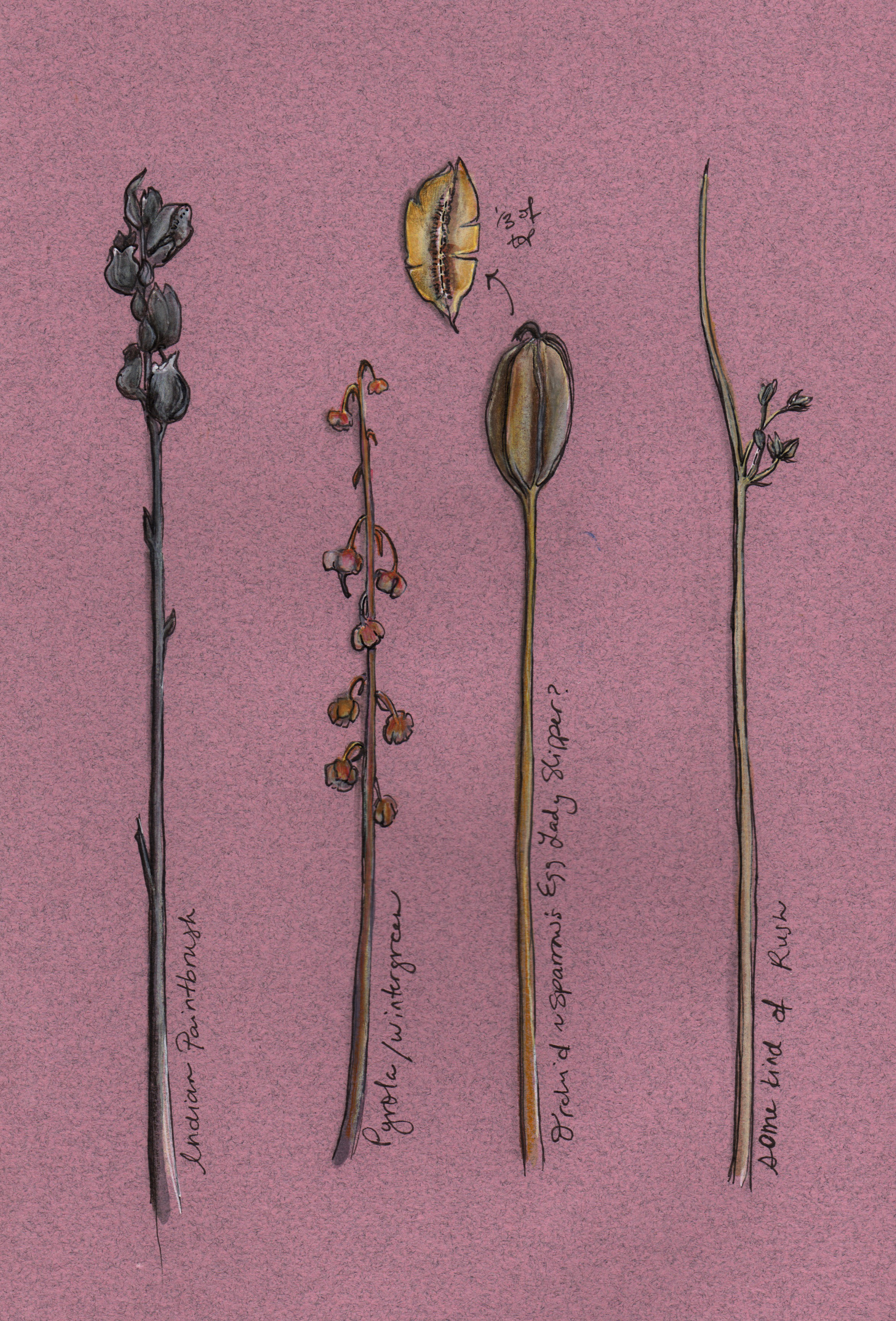 Seeds of flowers and other plants collected in the fall. The third one from the right seemed like the seed pod drawn above. Gouache and pen (2013)
