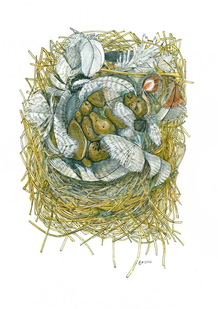 Born from a Golden Clutch - 9 x 6" - Watercolor, pen, and acrylic.