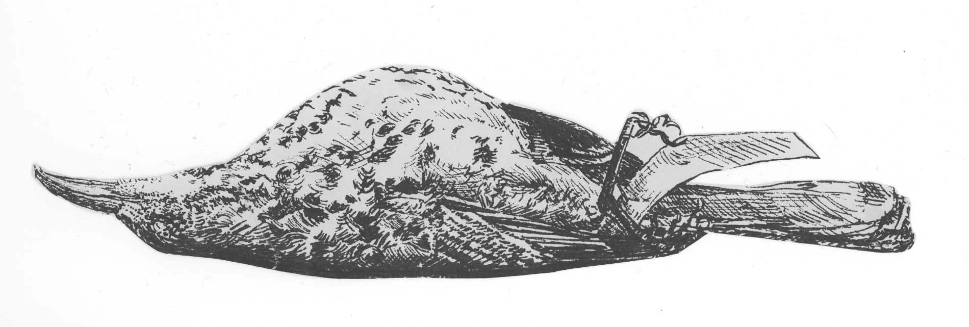 Silkscreen of a Hermit Thrush specimen on newsprint