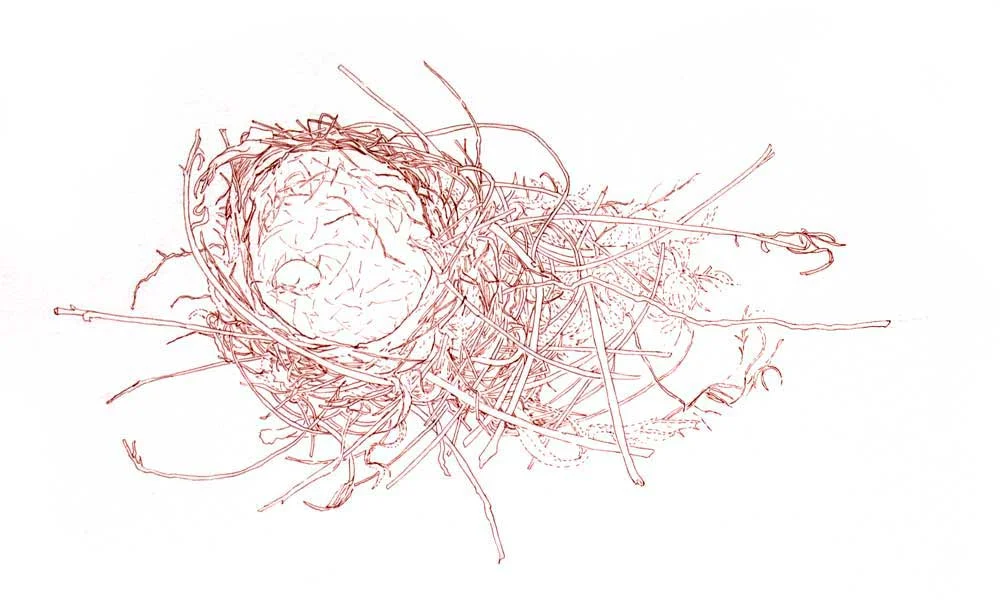 Pen drawing of a robin's nest