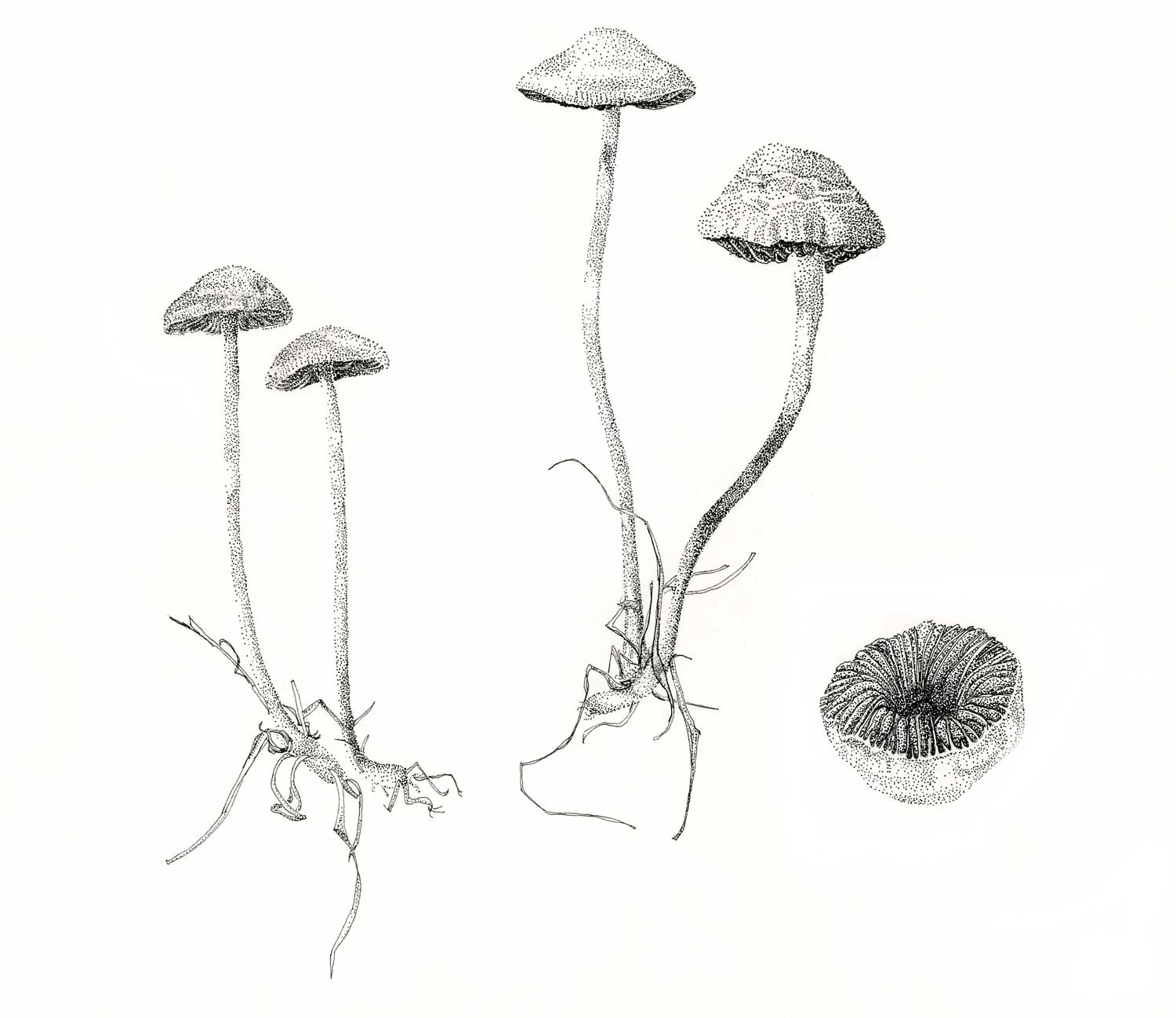 Eugarics Clade (Gilled) Mushrooms