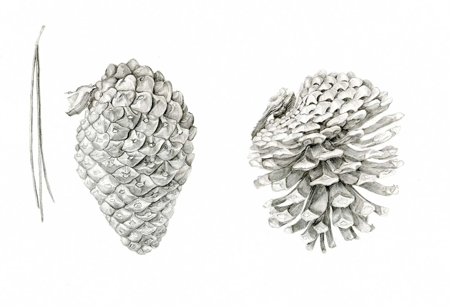 Monterey Pine Cones (Pinus radiata)