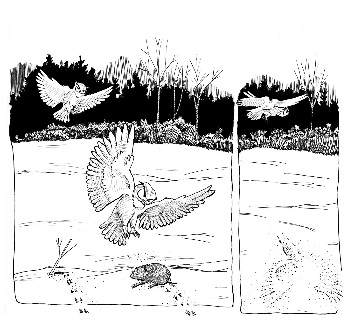 Owl Strike
